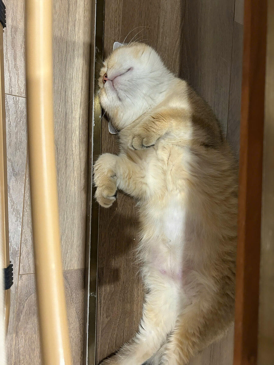 Phin sleeping
